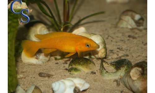 Neolamprologus leleupi